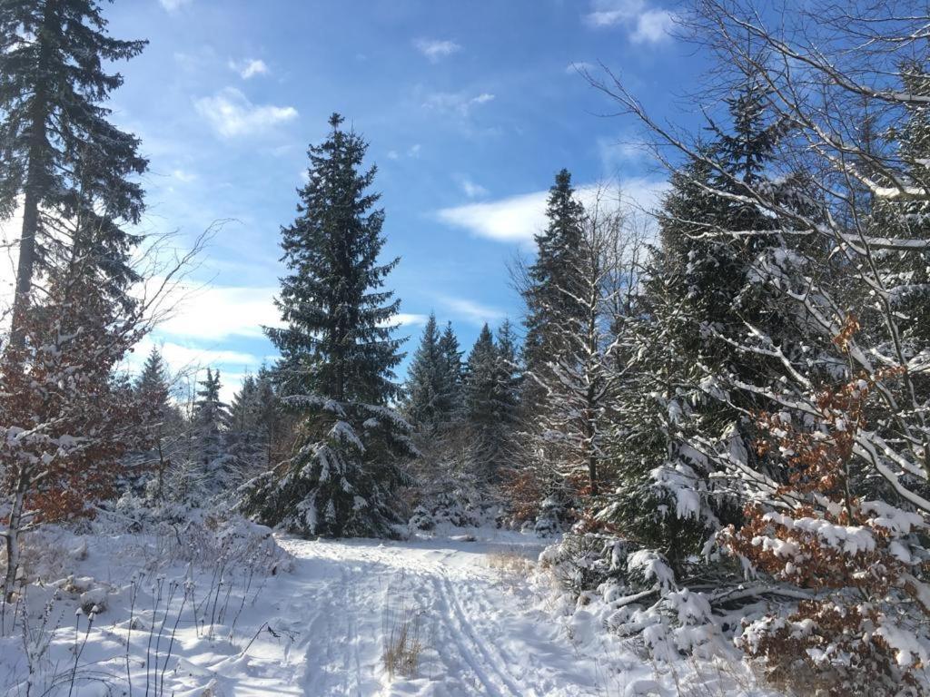 Appartamento Zum Eulennest Dresda Esterno foto